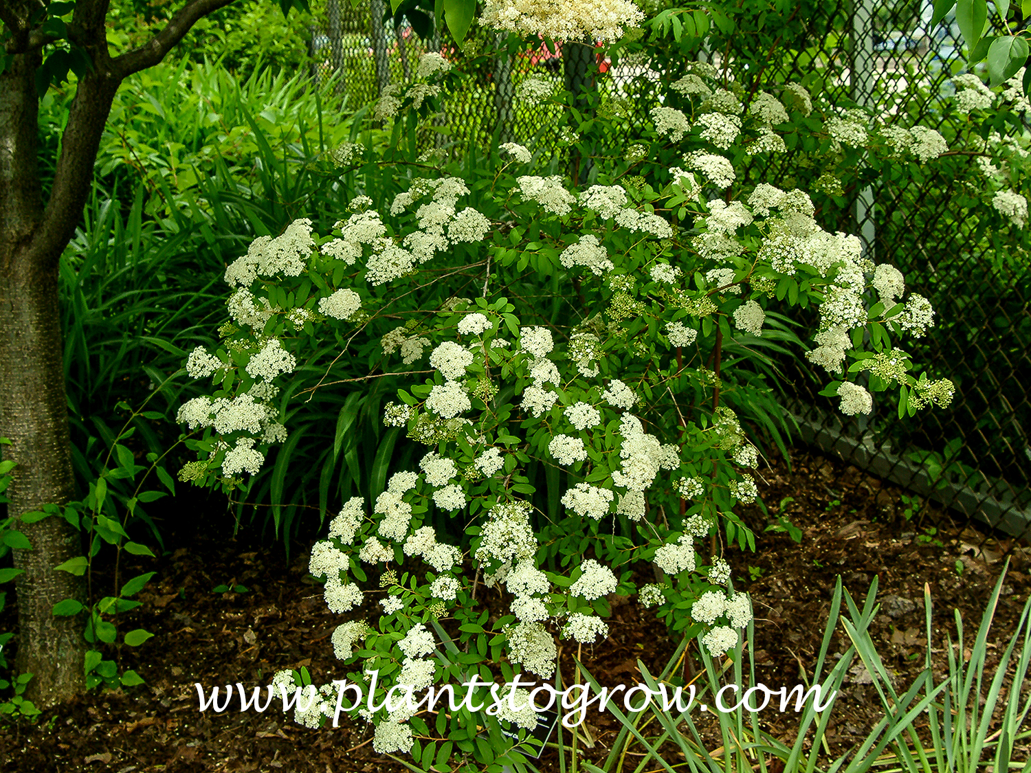 Vetch Spirea (Spiraea veitchii)